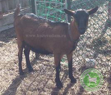 Керри 2 мечта