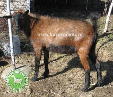 Денди мечта