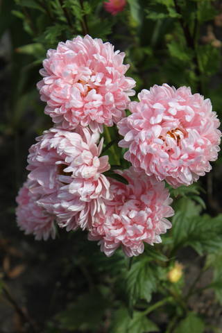 Чайная беседка