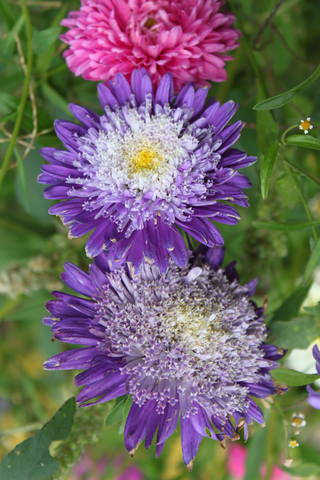 Чайная беседка