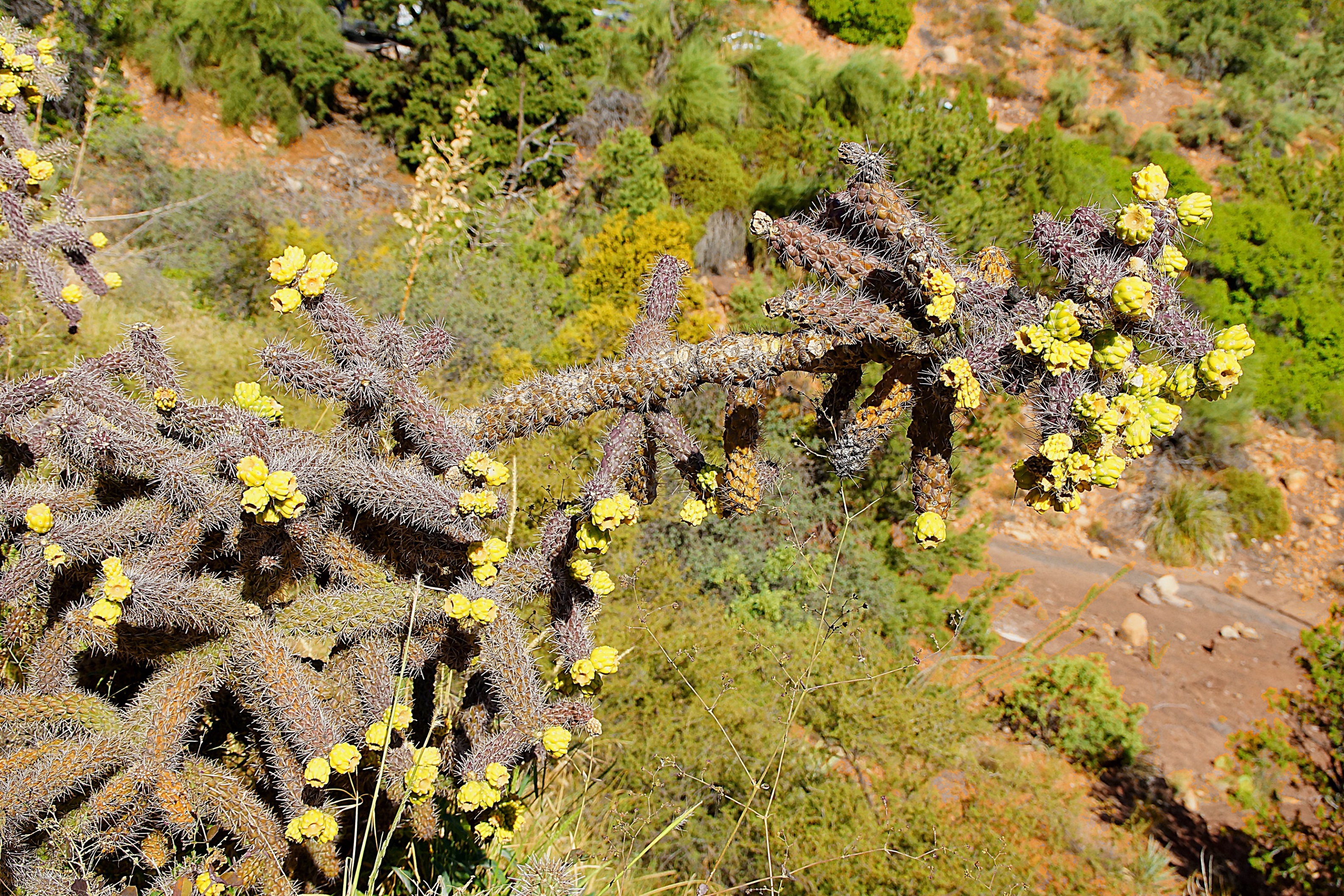 Цветущие кактусы в горах возле Седоны. Фото Морошкина В.В.