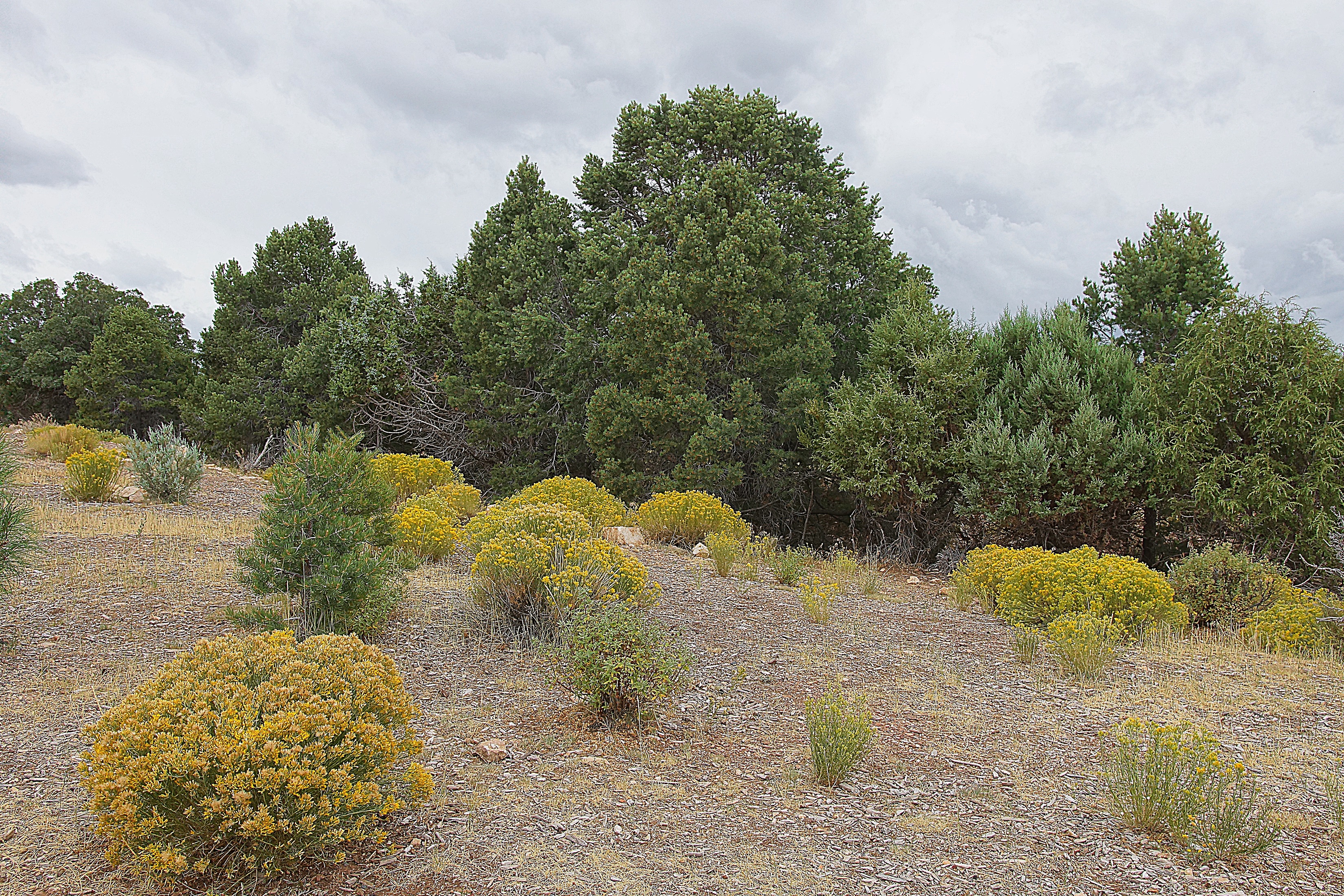 Опушка леса возле Гранд Каньона. Фото Морошкина В.В.