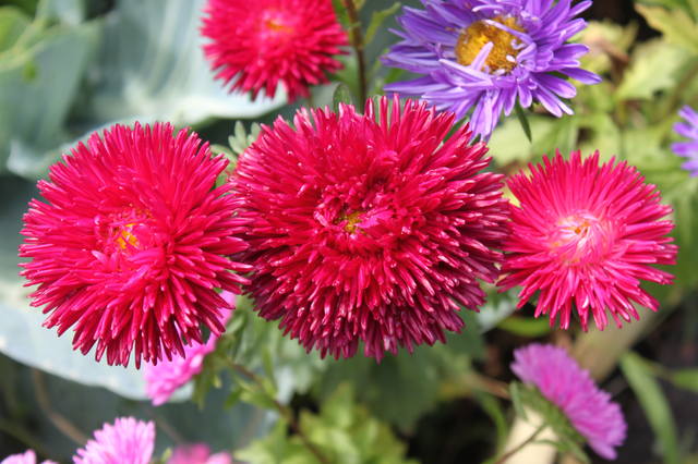 Чайная беседка