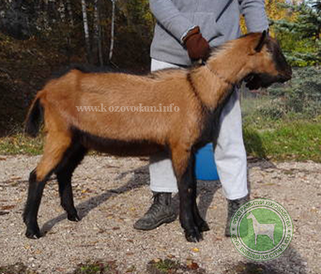 Дублин 3 ЛПХ Смирновских