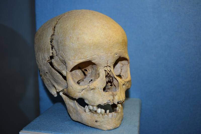 Anthroplogy - human skull of a boy Anthroplogy - human skull of a boy