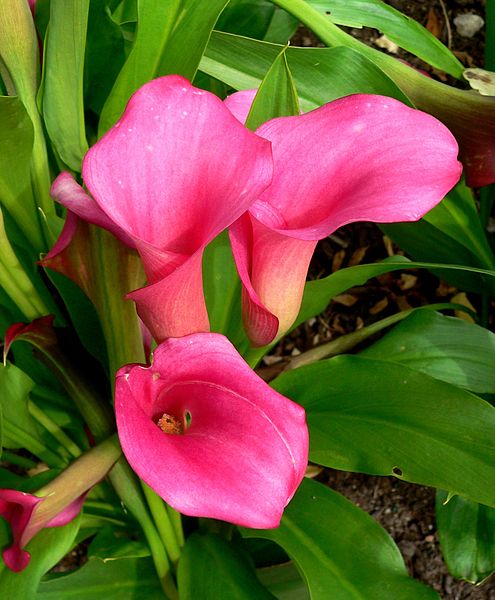 495px-Zantedeschia Neon Amour 1