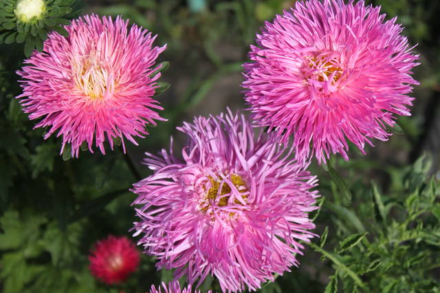 Чайная беседка