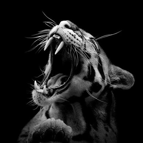 black-and-white-fine-art-animal-portraits-by-lukas-holas-7
