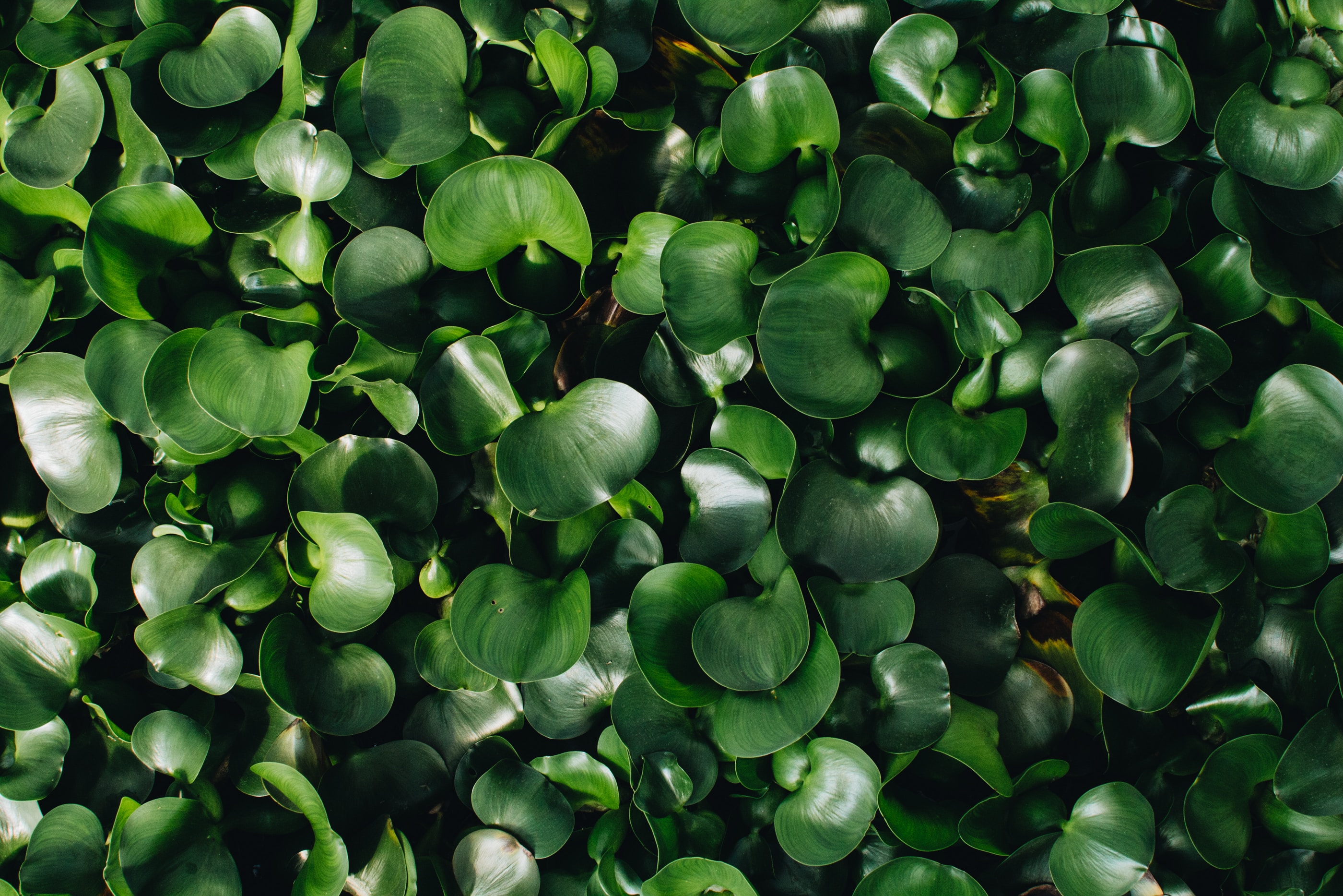 matthew-kalapuch 005