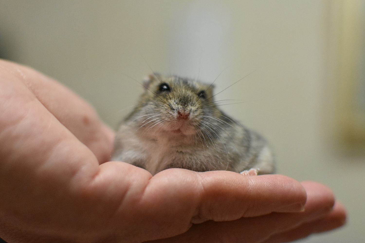 http://images.vfl.ru/ii/1571644416/d285617a/28267959.jpg