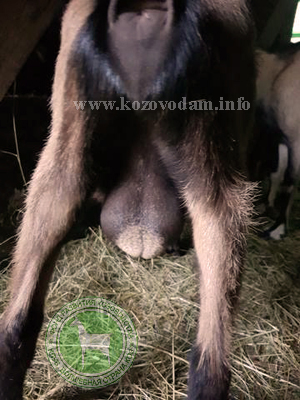 Фил 3 Мила678