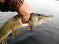 VFL.RU - ваш фотохостинг