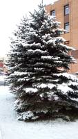 первый снег на елке