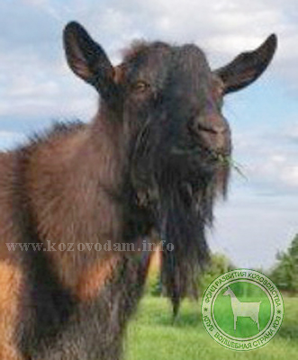 Бард 1 SergeyShevtsov