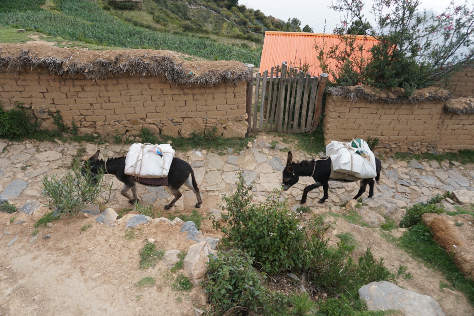 Pack Donkeys, Isla del Sol, Lake Titicaca, Bolivia.