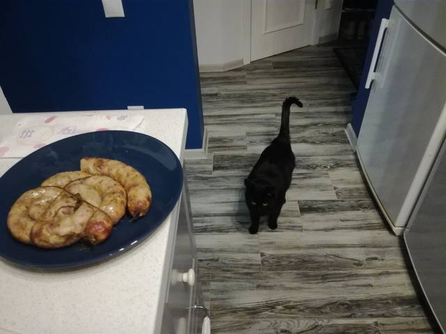 Кошки в нашей жизни. Кошки и все, что с ними связано.