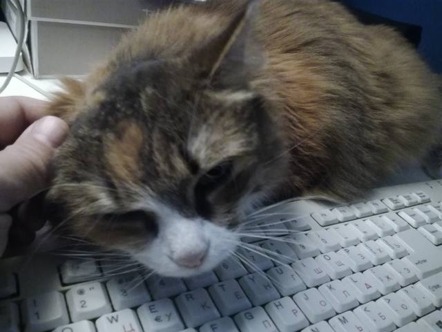 Кошки в нашей жизни. Кошки и все, что с ними связано.