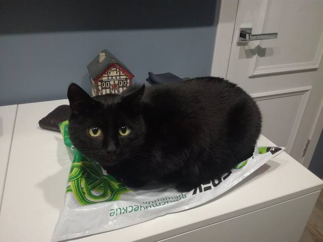 Кошки в нашей жизни. Кошки и все, что с ними связано.