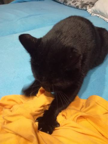 Кошки в нашей жизни. Кошки и все, что с ними связано.