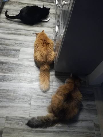 Кошки в нашей жизни. Кошки и все, что с ними связано.