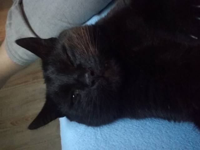 Кошки в нашей жизни. Кошки и все, что с ними связано.