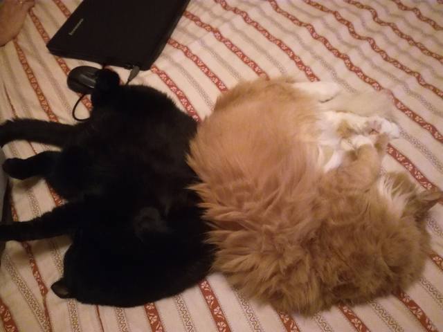 Кошки в нашей жизни. Кошки и все, что с ними связано.