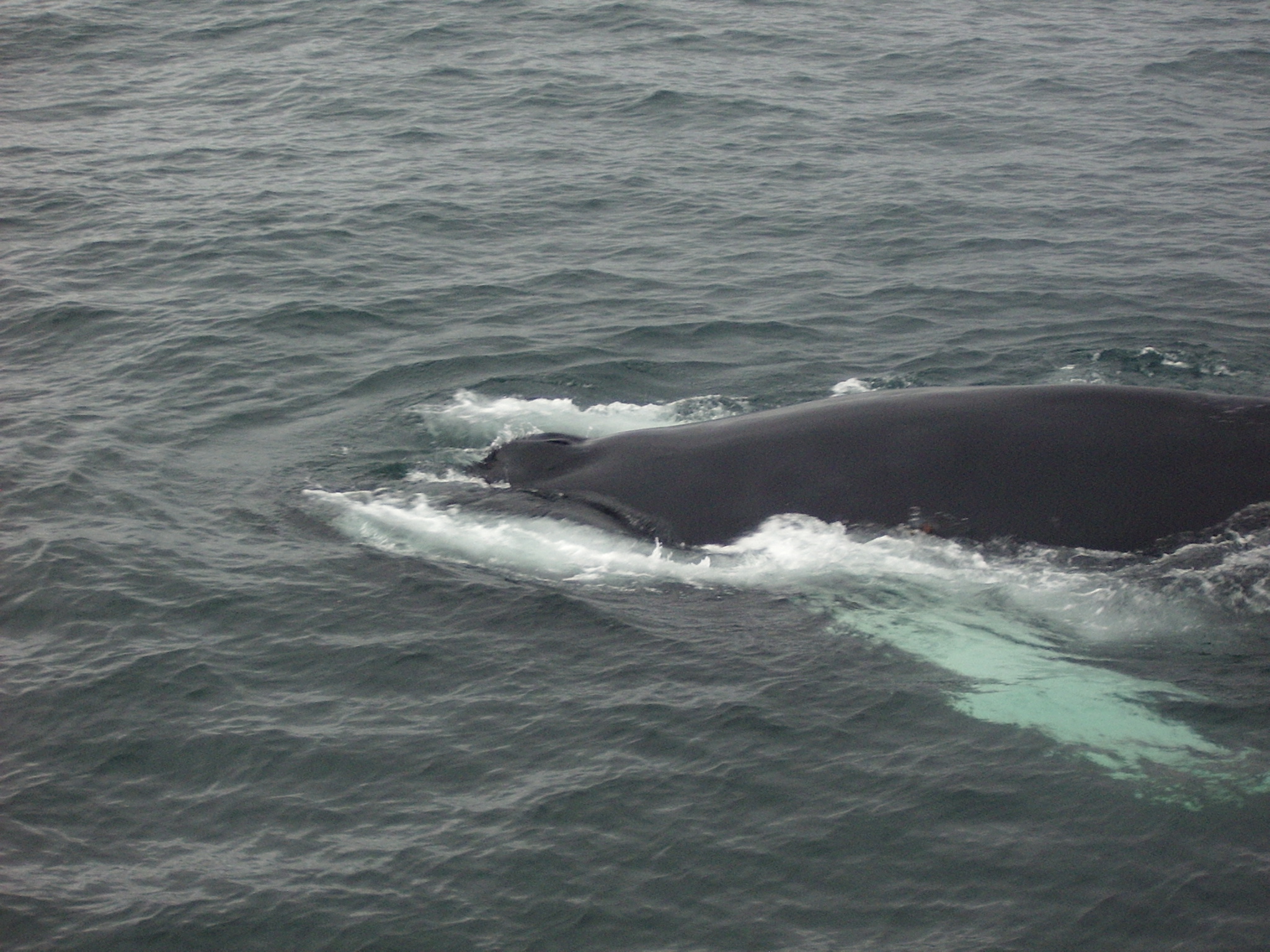 Humpback whale