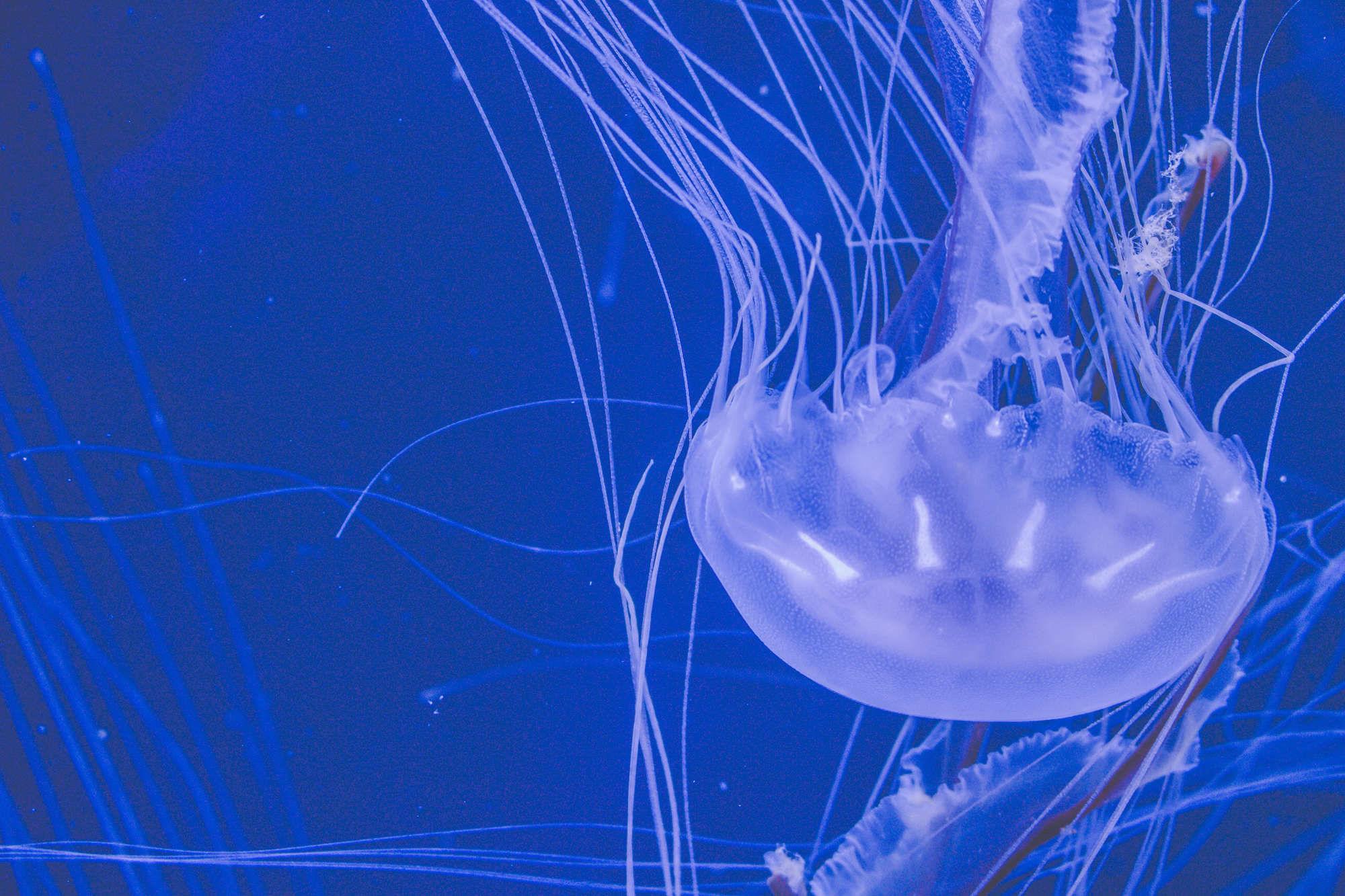 Jellyfish Jellyfish at an aquarium in North Carolina.