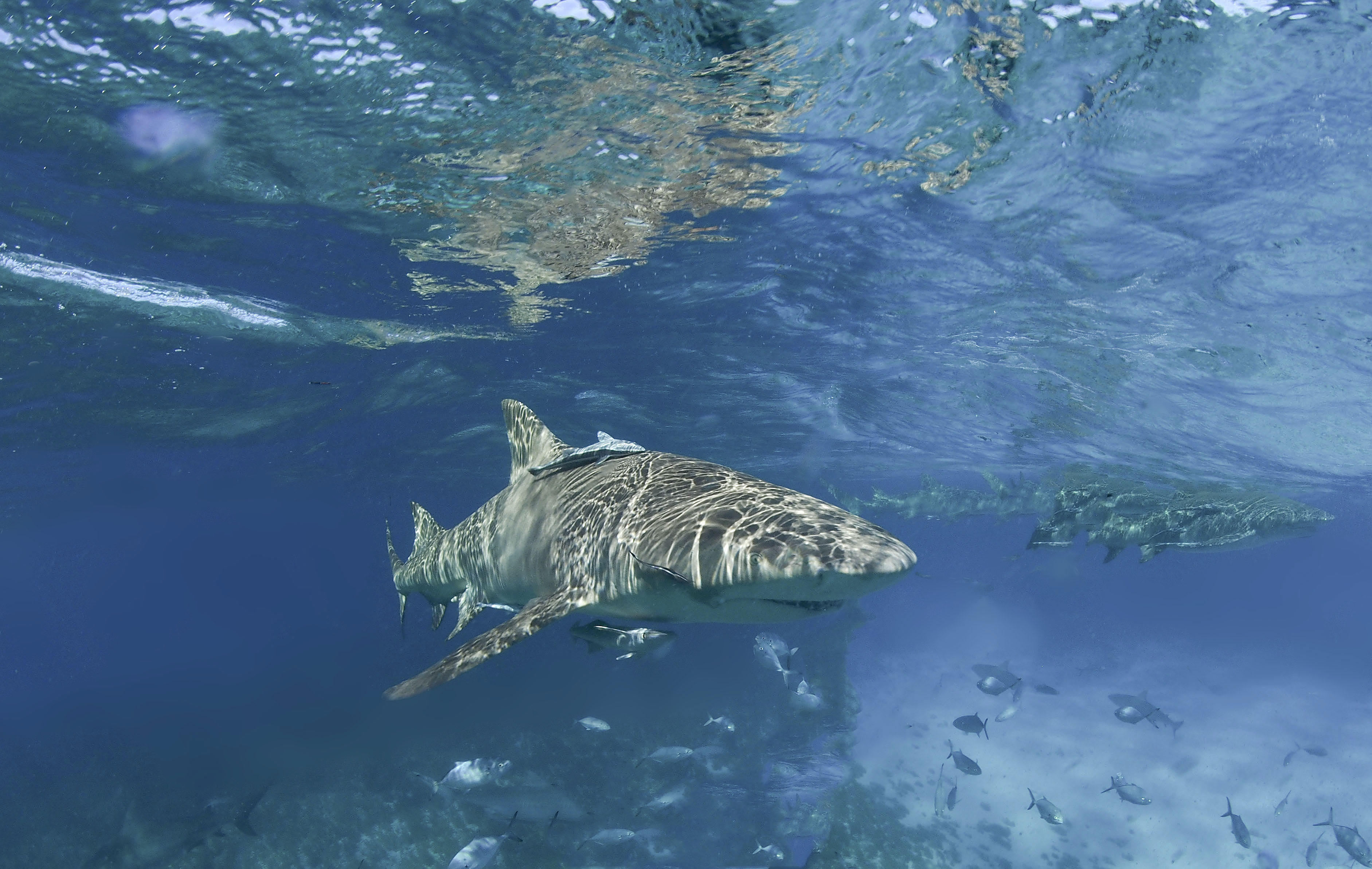 lemon shark under the surface