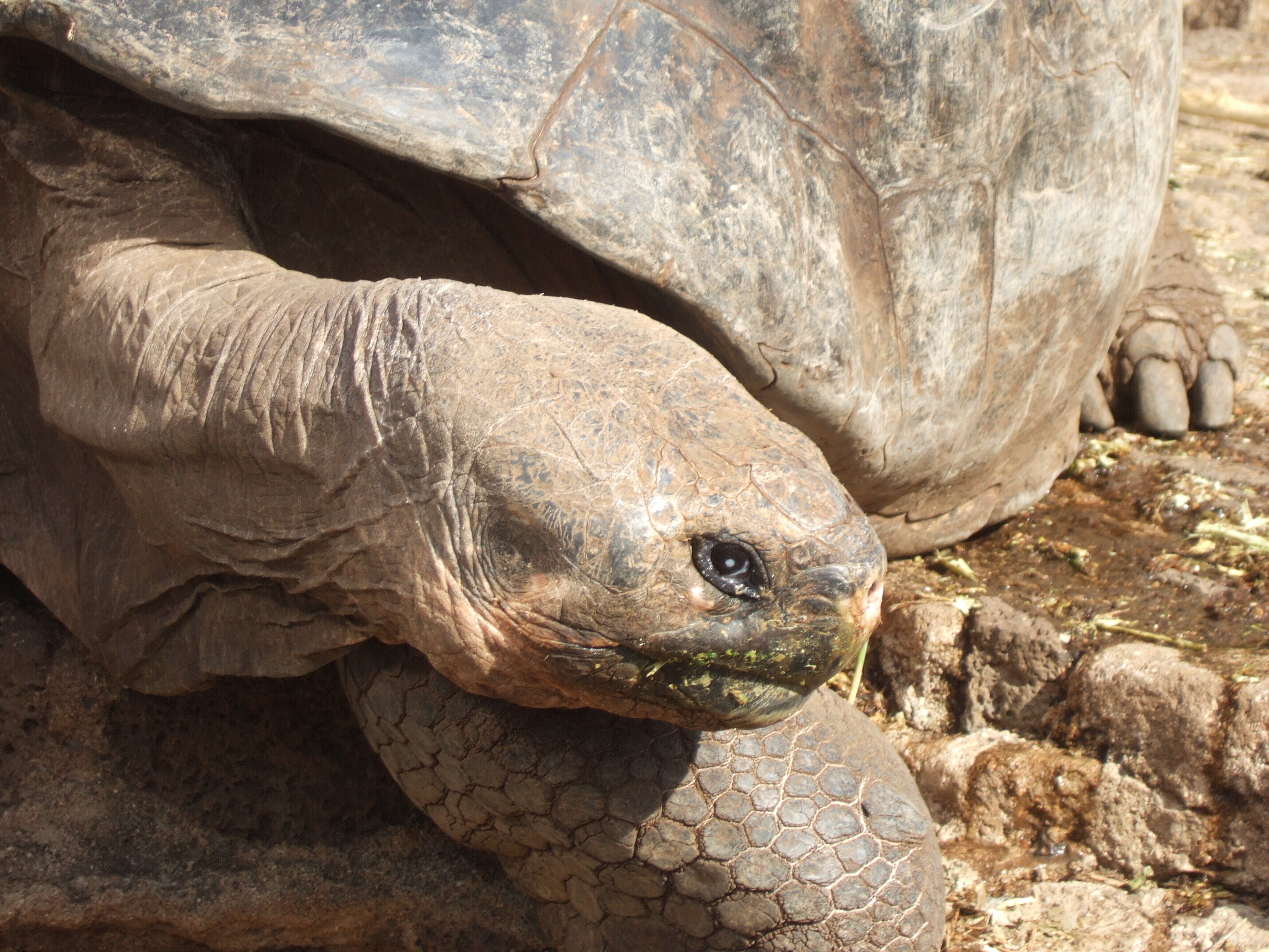 Giant Tortoise