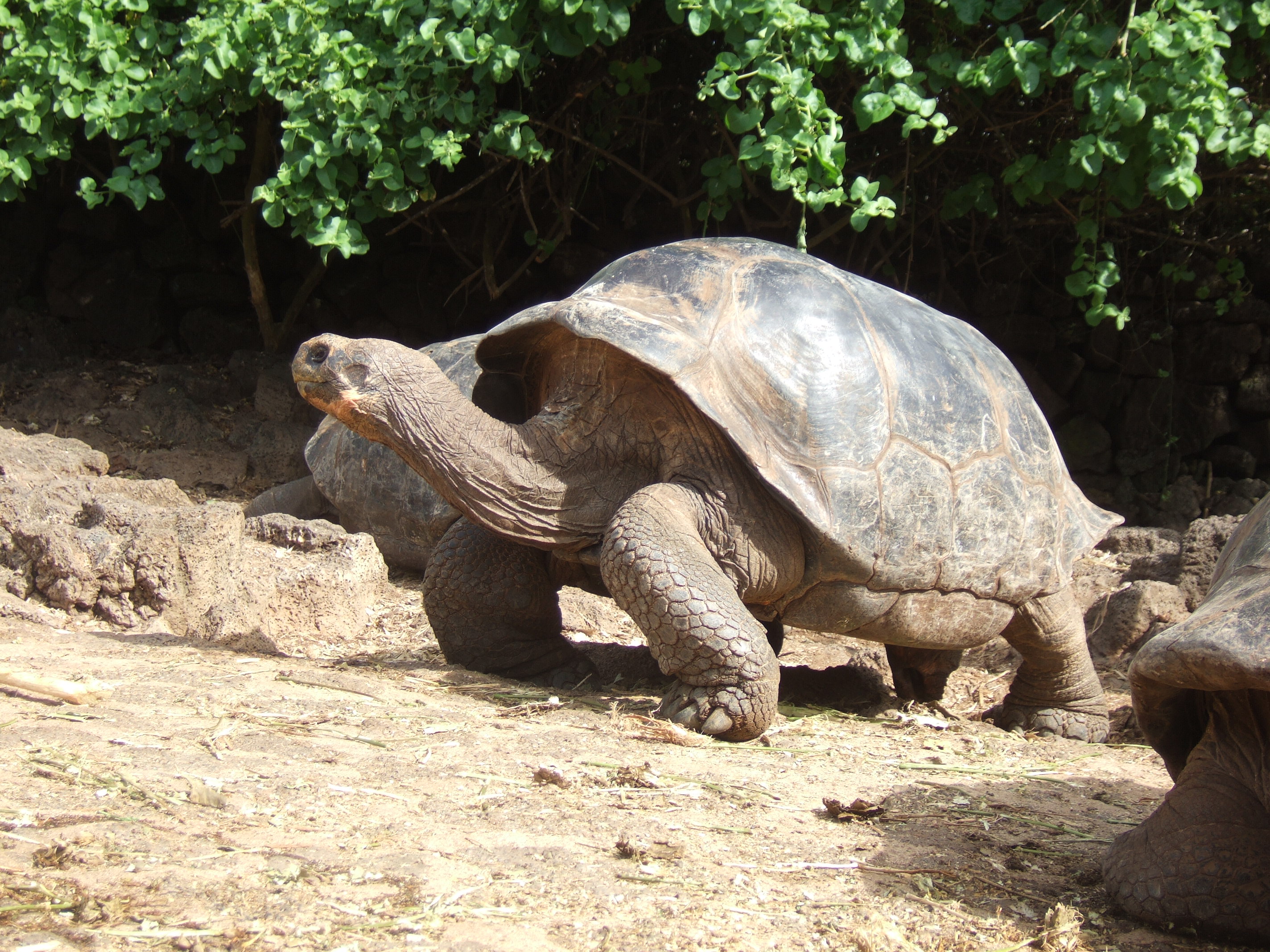 Giant Tortoise