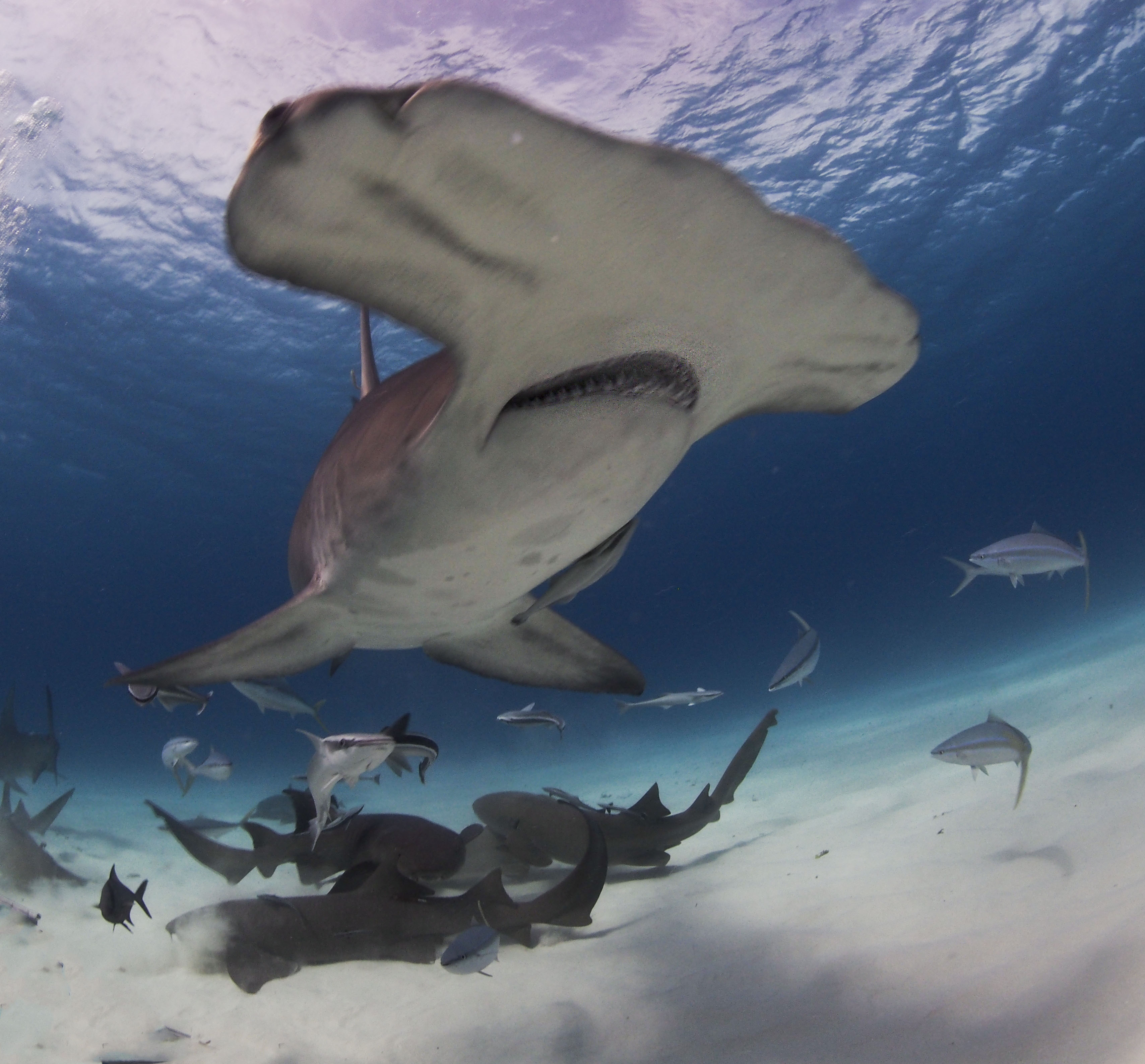 great hammerhead