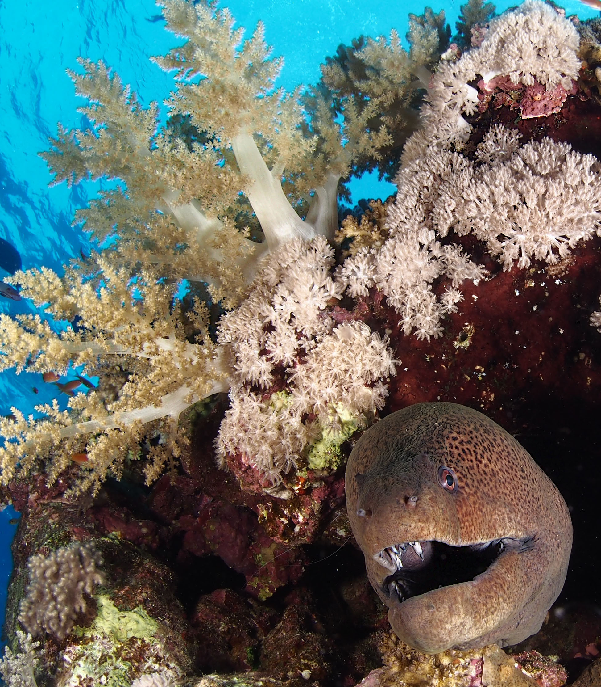 moray eel