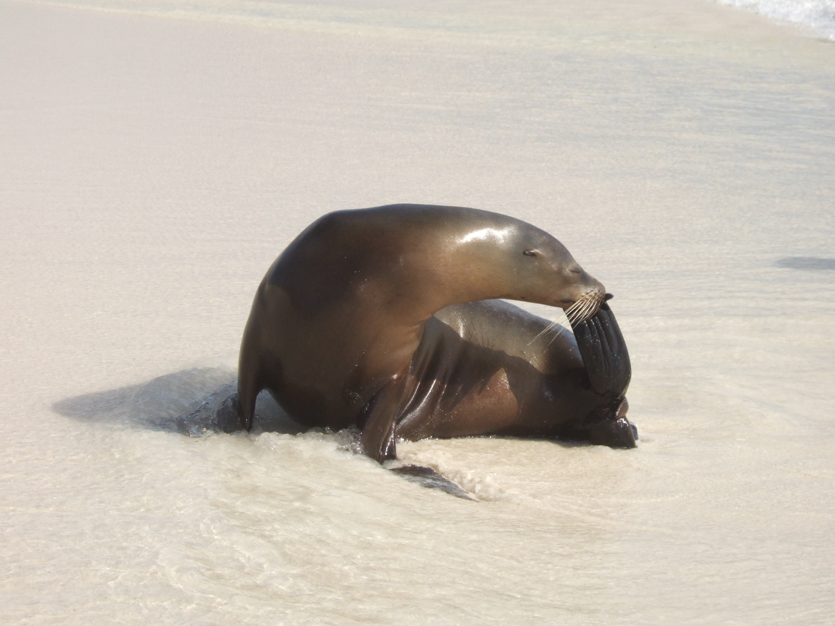 Sealions