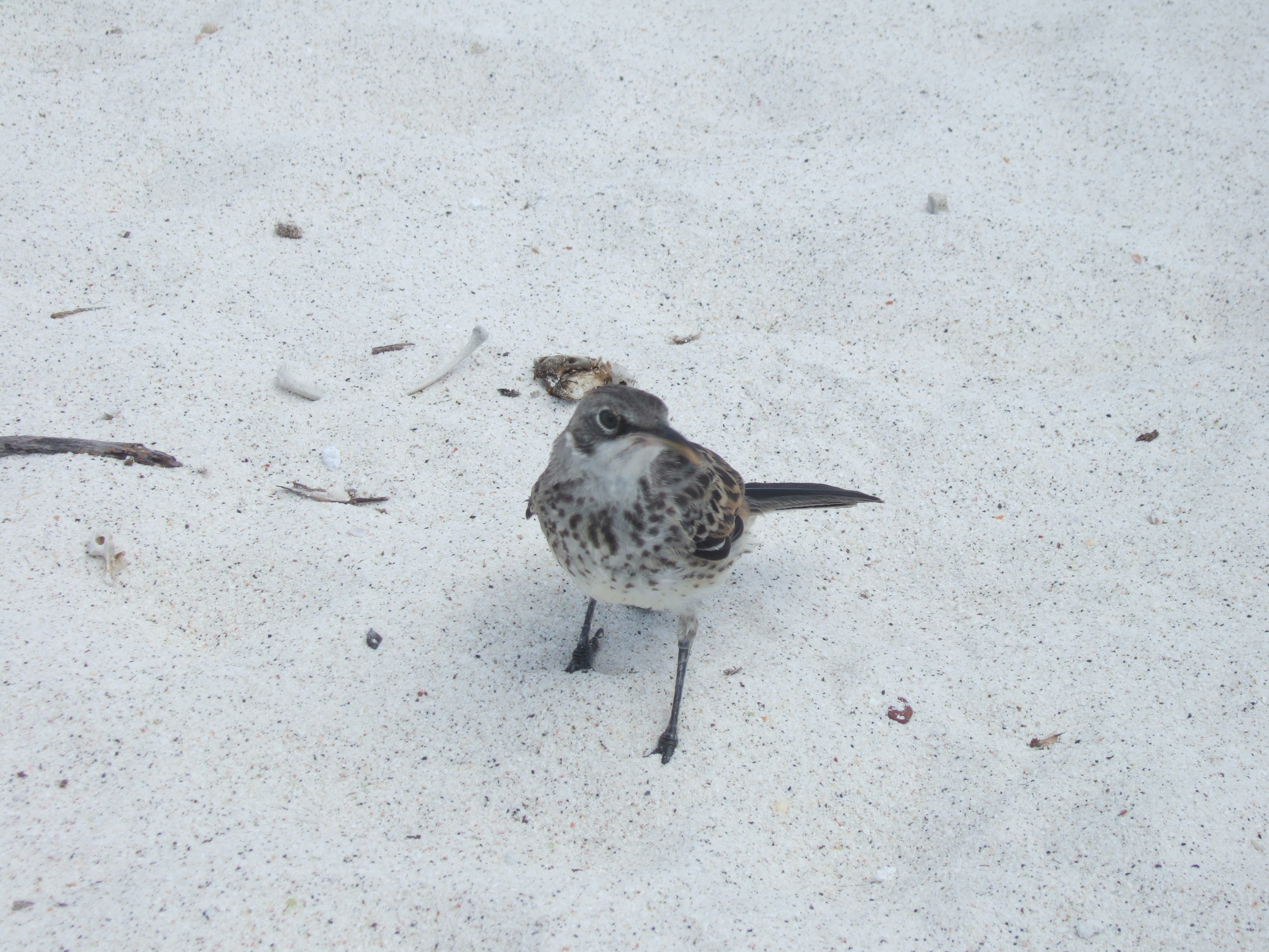 Galapagos Mockingbird