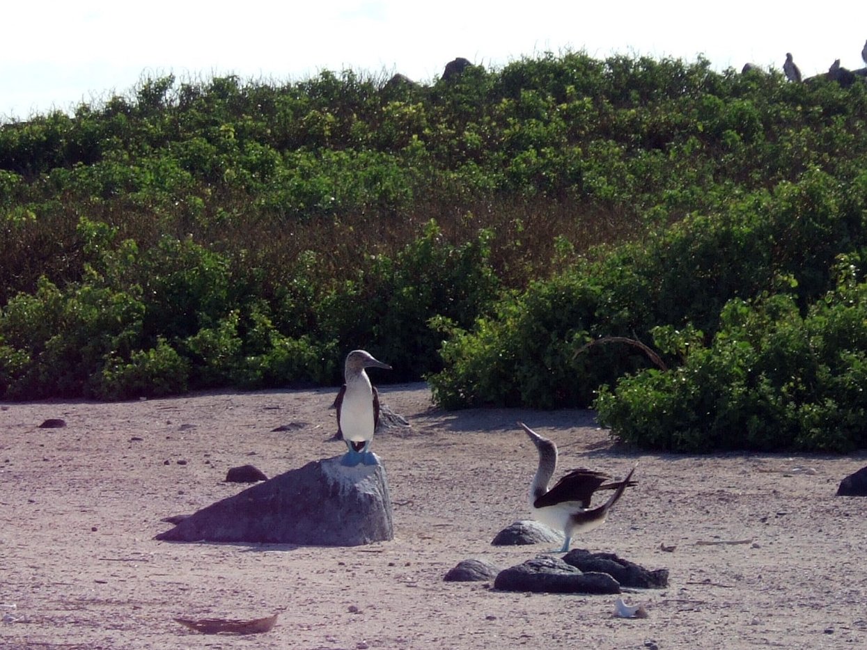 Blue-Footed Boobies Doing their courtship dance.