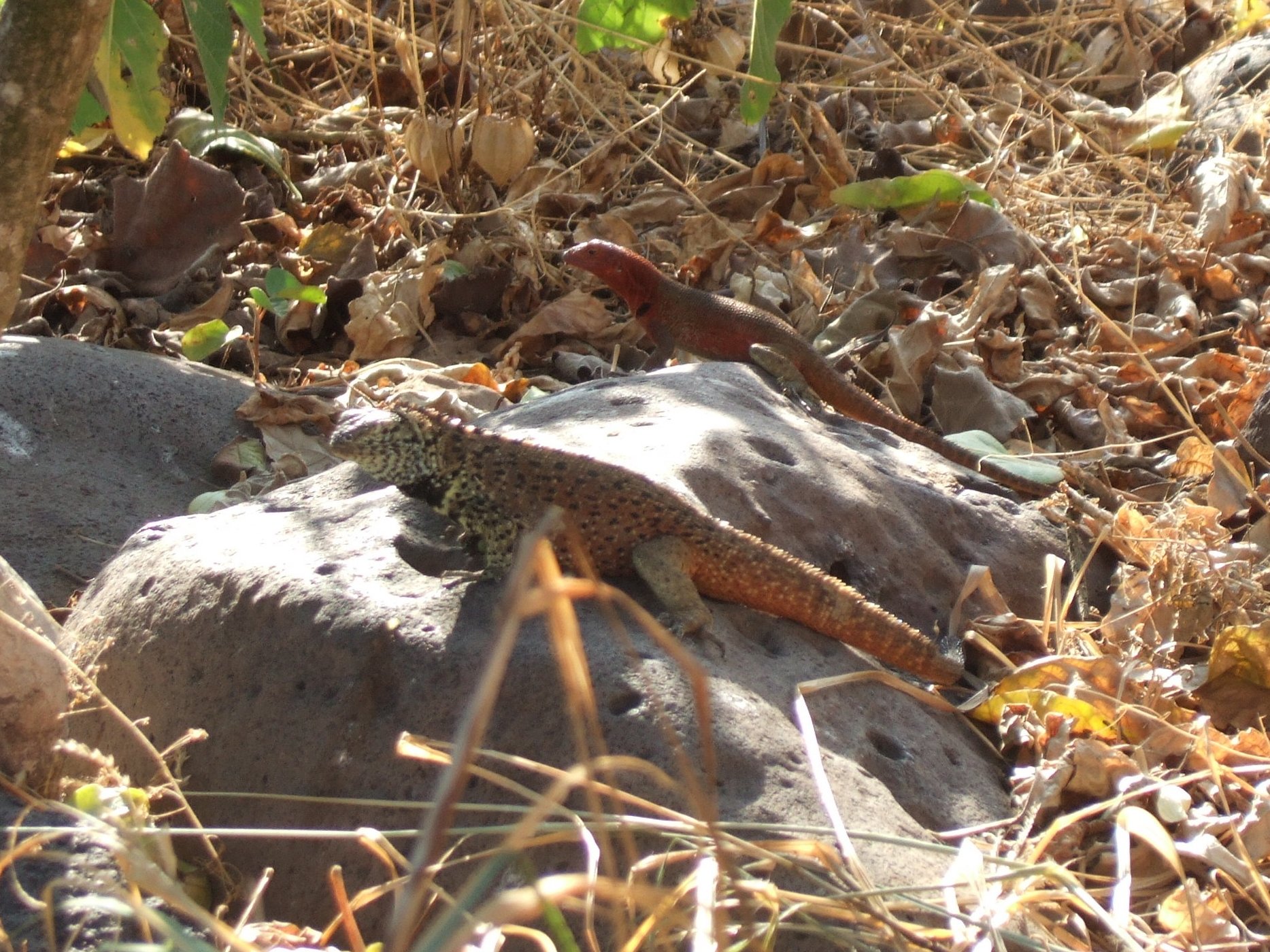 Lava Lizards