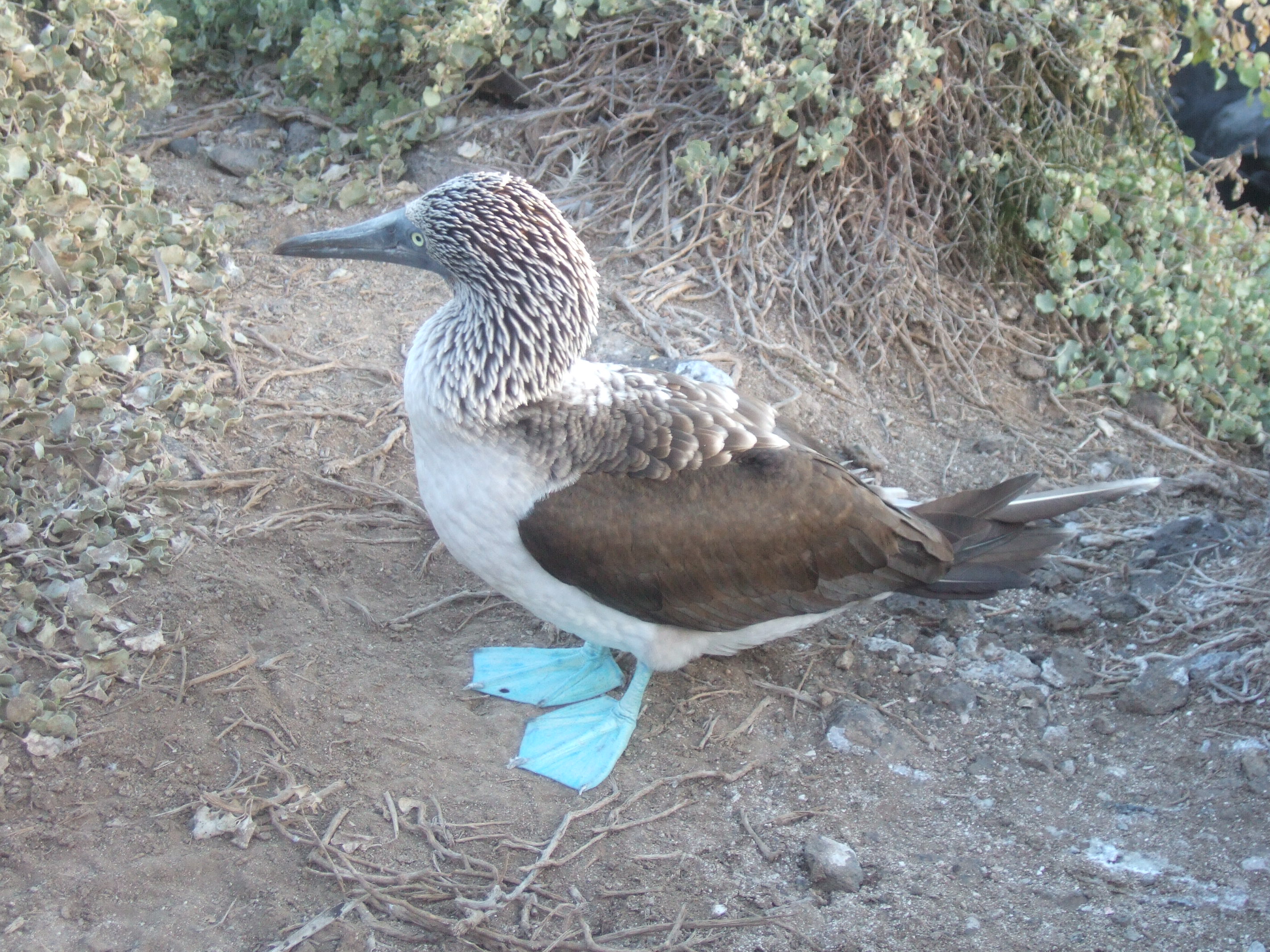 Blue-Footed Booby