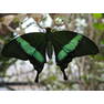 Emerald Swallowtail