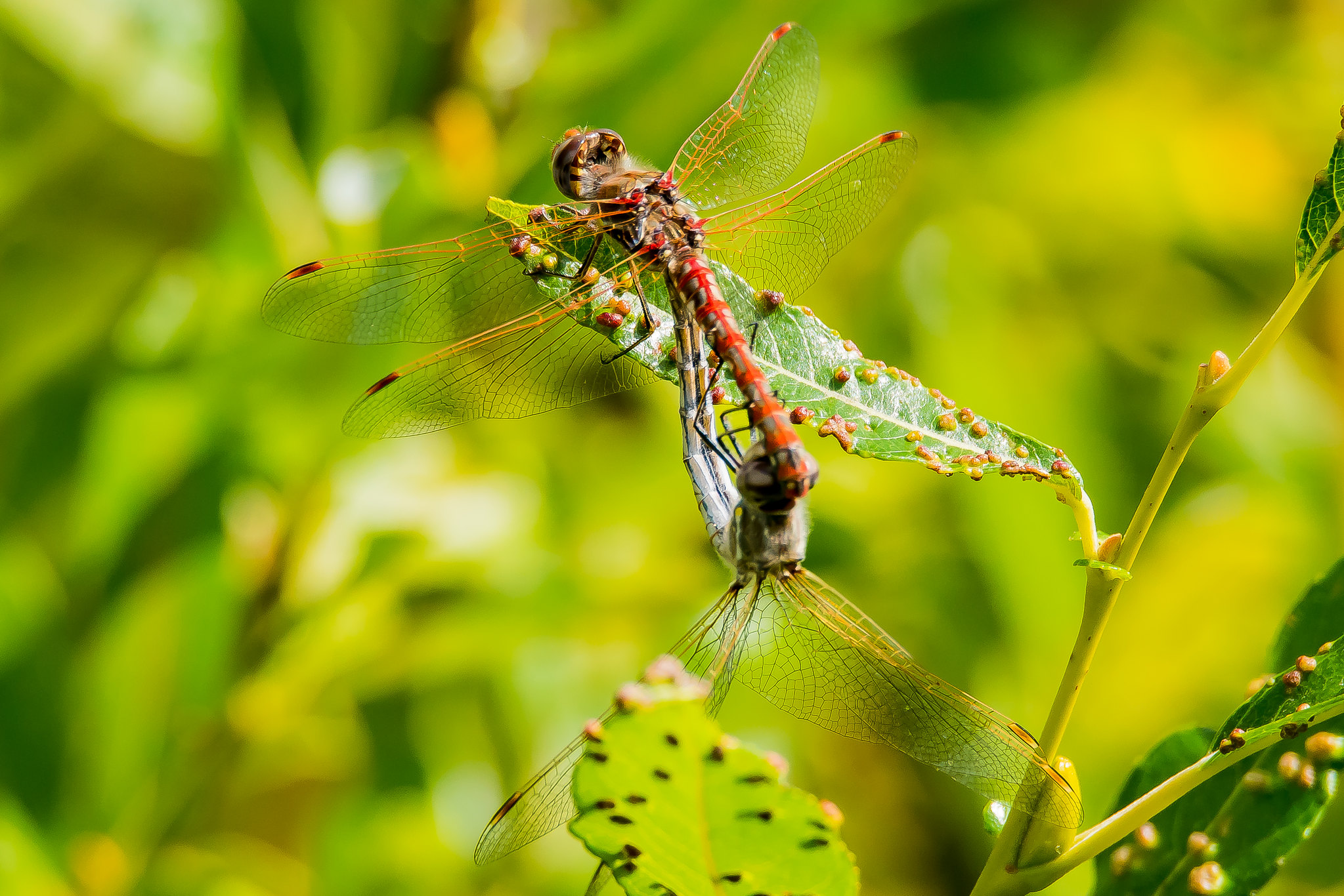 Dragonfly PDA