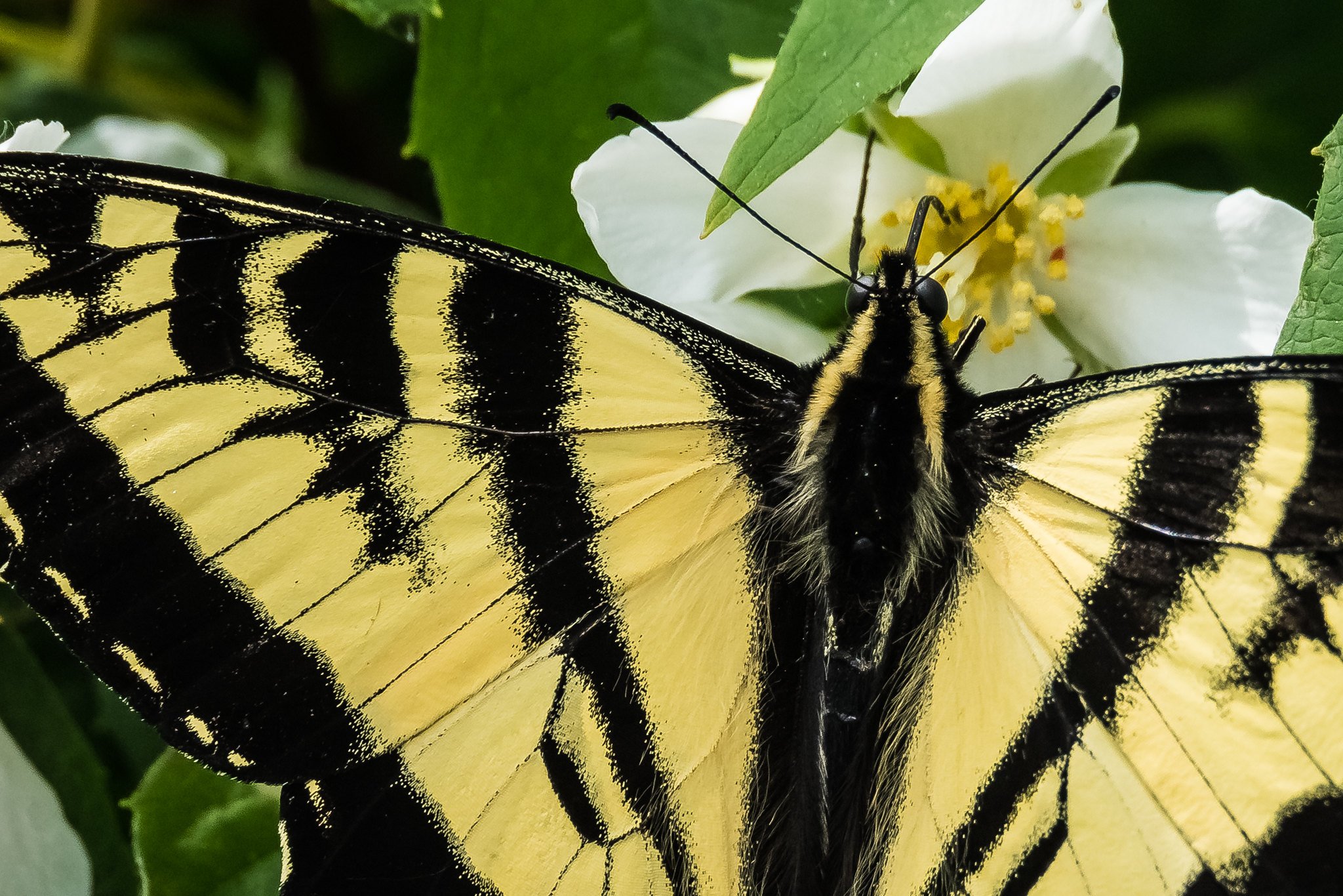 Swallowtail Butterfly