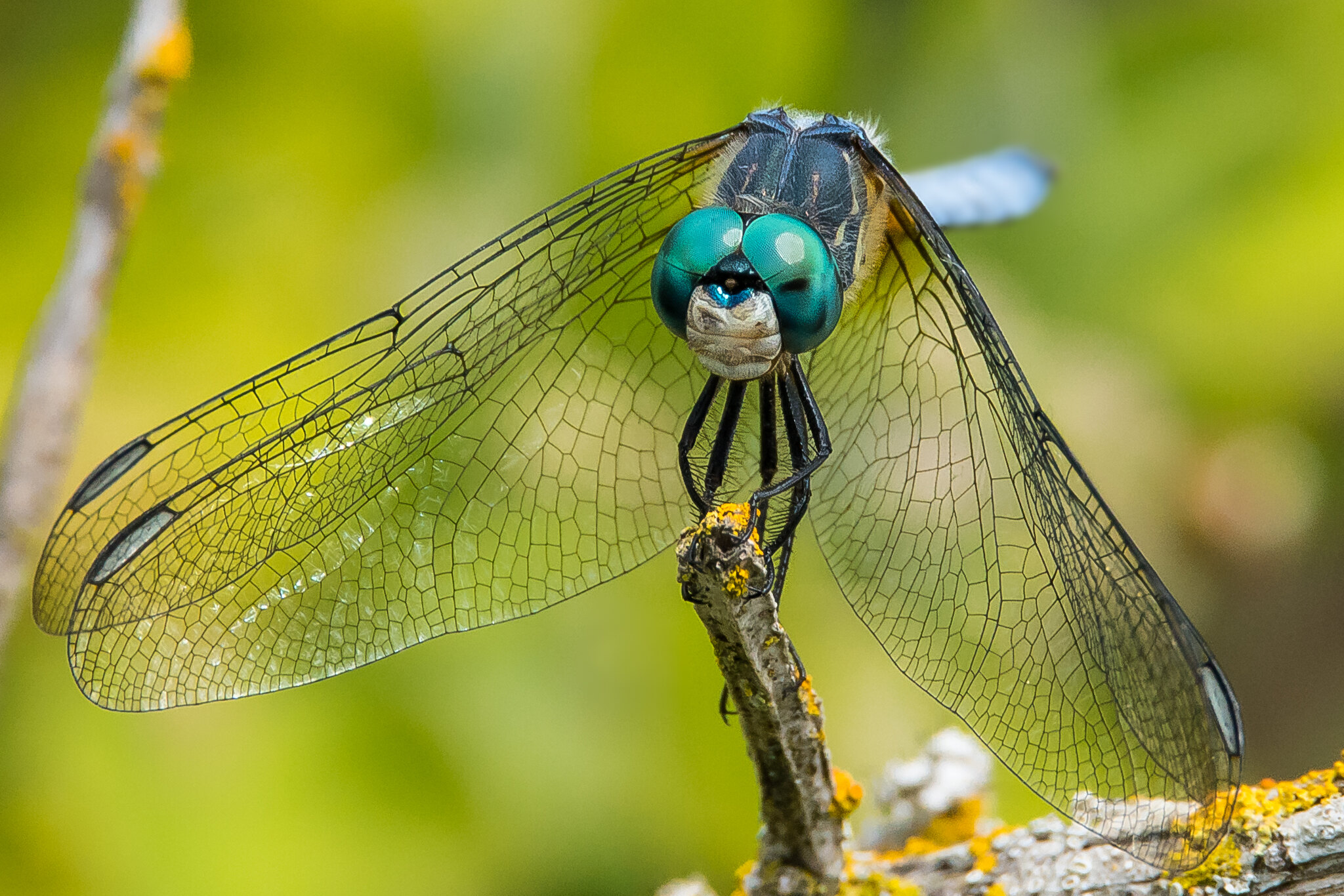 Dragonfly (blue-eyed darner)