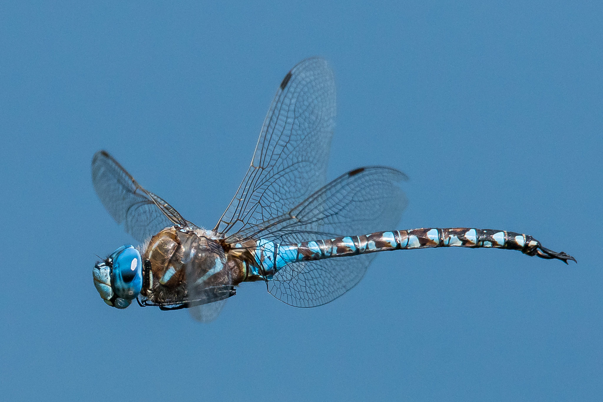 Dragonfly Hovers over Pond