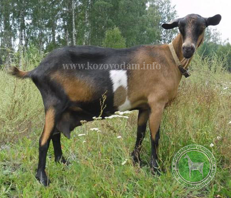 Сима 3 Римма