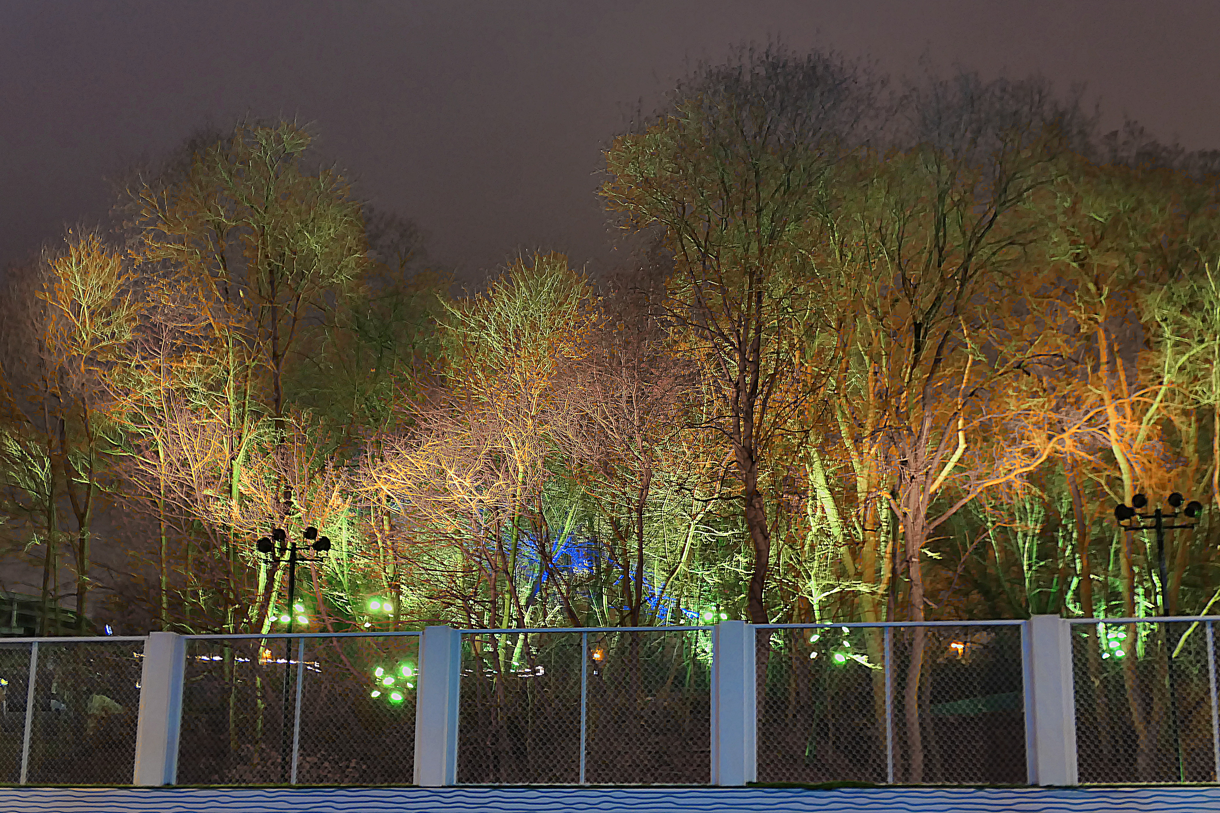 Деревья с подсветкой на Воробьёвых горах. Фото Морошкина В.В.