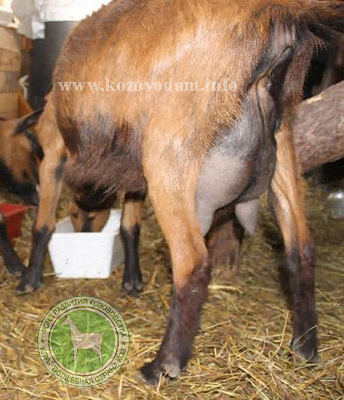 Руна 4 Екатеринаъ