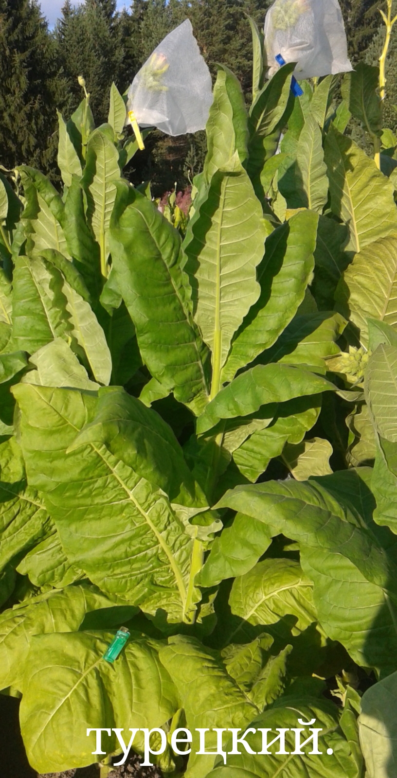 турецкий.