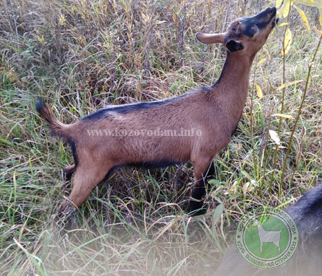 Берта 2 Удалихина