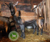 Гамлет 2 Алла Мамаева