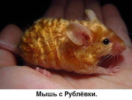 Тарталетки & Ко